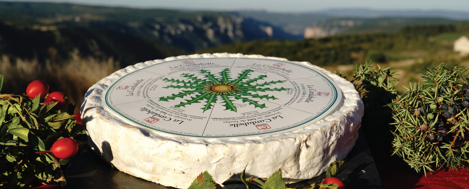 Fromage Cardabelle à pâte molle au lait de brebis du Causse Méjean.