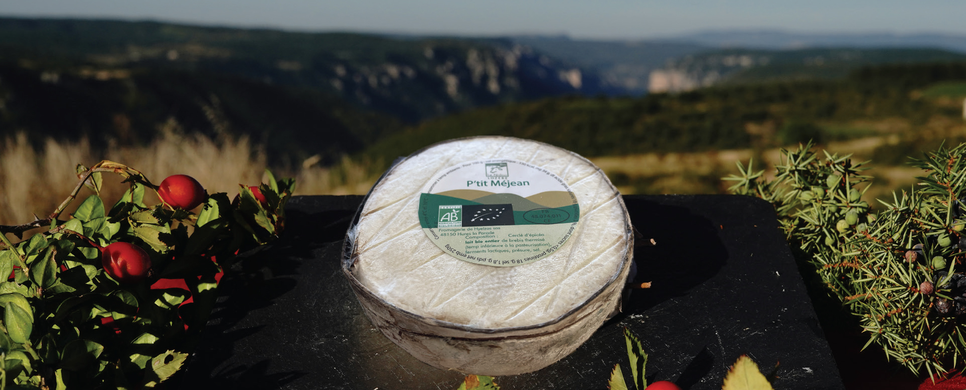 Le P'tit Méjean fromage bio au lait de brebis cerclé d'épicéa du causse Méjean.